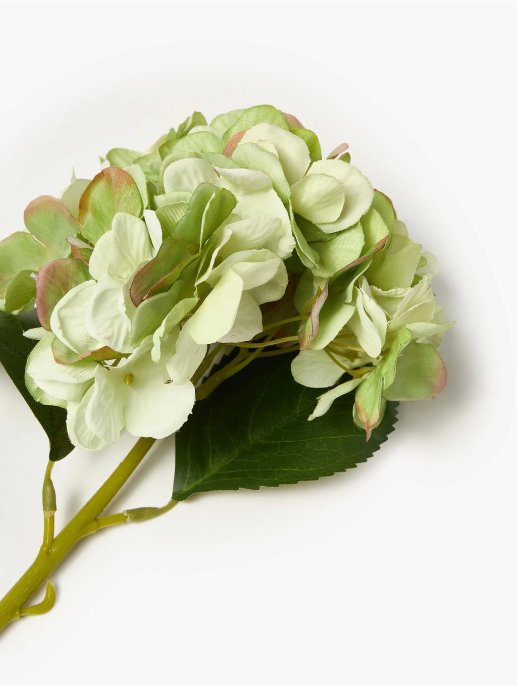 Hortensia vert