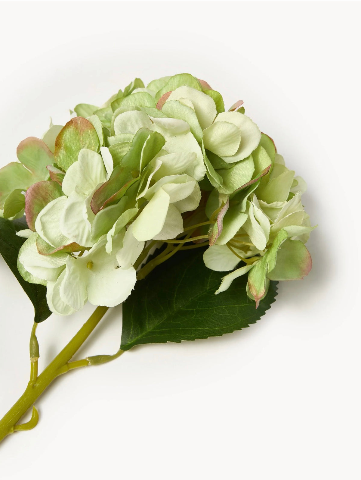 Hortensia vert