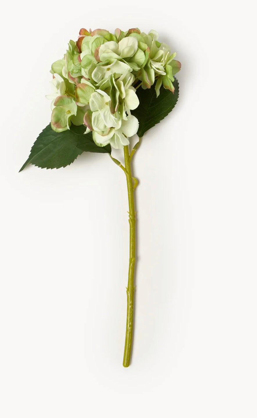 Hortensia vert